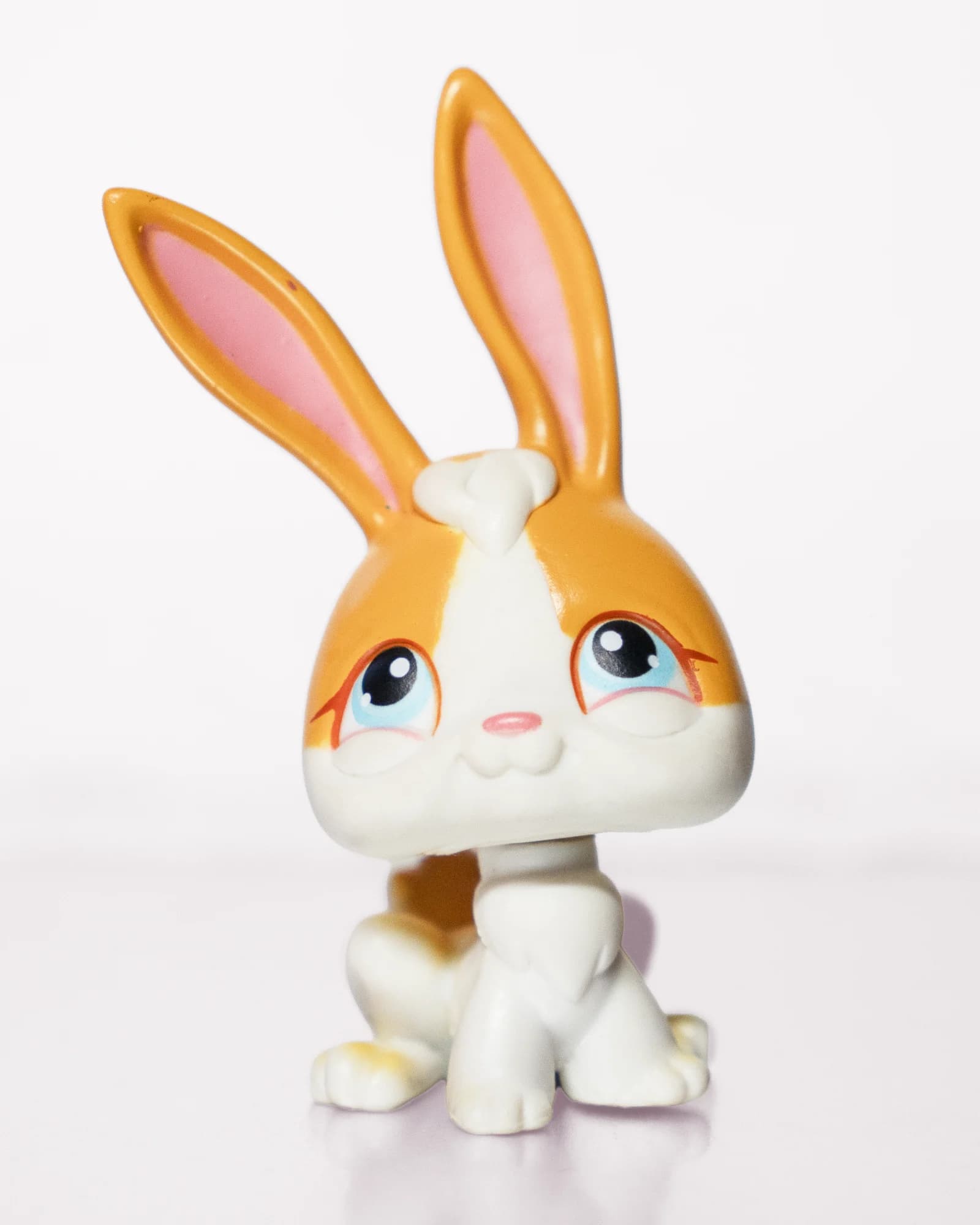 White Rabbit with Gold Patches, front view